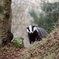 badger